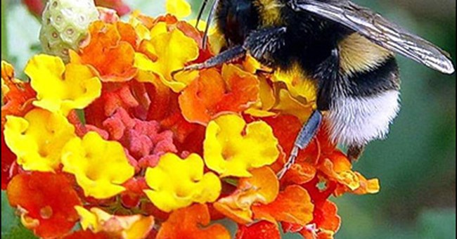 Ong ốm không vo ve